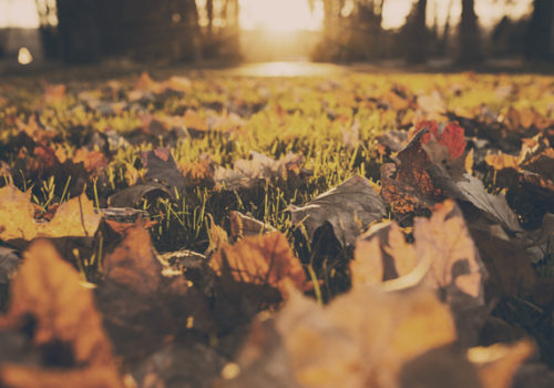 gardening tasks for September