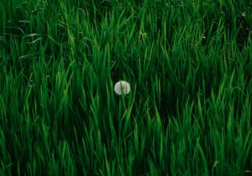 Artificial grass or real grass