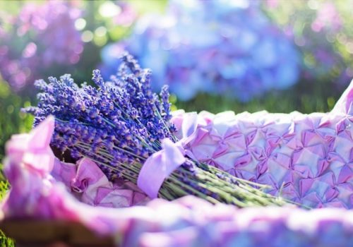 Lavender