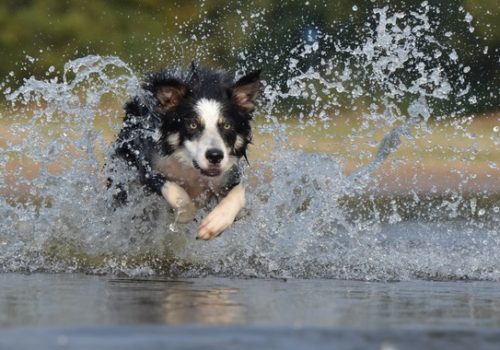 Tips to protect pets this summer