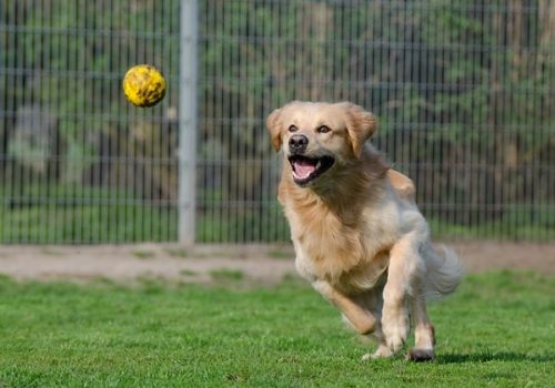 home boarding or kennels