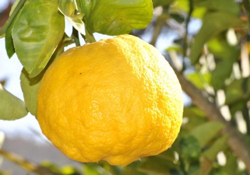 lemon instead of bleach