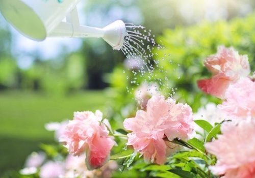 Watering